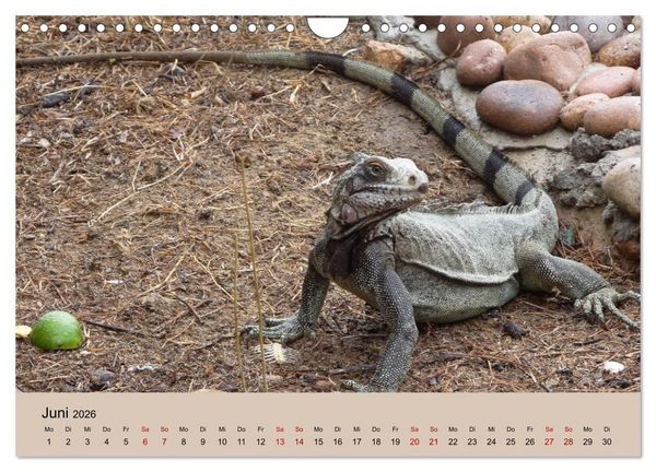Produktbild: Venezuela - Natur pur Orinoco Delta und die Anden (Wandkalender 2026 DIN A4 quer), CALVENDO Monatskalender