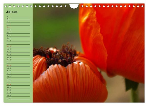 Produktbild: Mohnblumen Tr&auml;ume (Wandkalender 2026 DIN A4 quer), CALVENDO Monatskalender