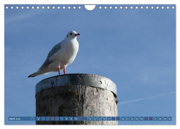 Produktbild: Maritimer K&uuml;stenzauber (Wandkalender 2026 DIN A4 quer), CALVENDO Monatskalender