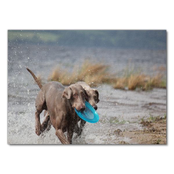 Produktbild: Lais Puzzle Weimaraner 1000 Teile