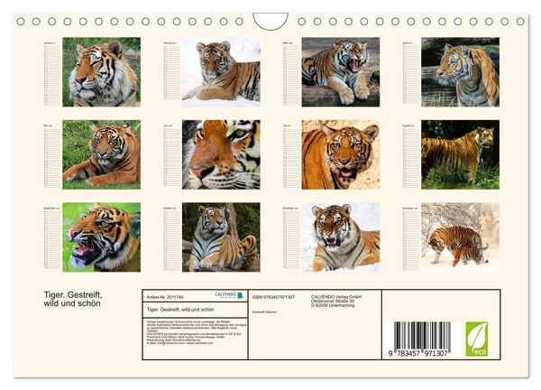 Produktbild: Tiger. Gestreift, wild und sch&ouml;n (Wandkalender 2026 DIN A4 quer), CALVENDO Monatskalender