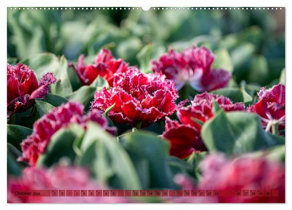 Produktbild: Tulpen - Hollands Stolz (Wandkalender 2026 DIN A2 quer), CALVENDO Monatskalender