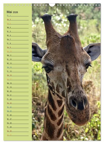 Produktbild: Giraffen. Voller Stolz und Grazie (Wandkalender 2026 DIN A3 hoch), CALVENDO Monatskalender