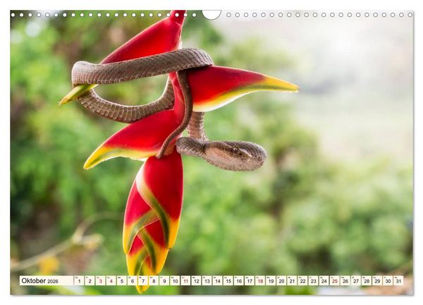 Produktbild: Costa Rica - Farben des Regenwaldes (Wandkalender 2026 DIN A3 quer), CALVENDO Monatskalender