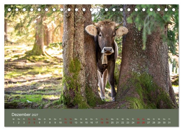 Produktbild: Allg&auml;uer Rindvieh 2027 (Tischkalender 2027 DIN A5 quer), CALVENDO Monatskalender