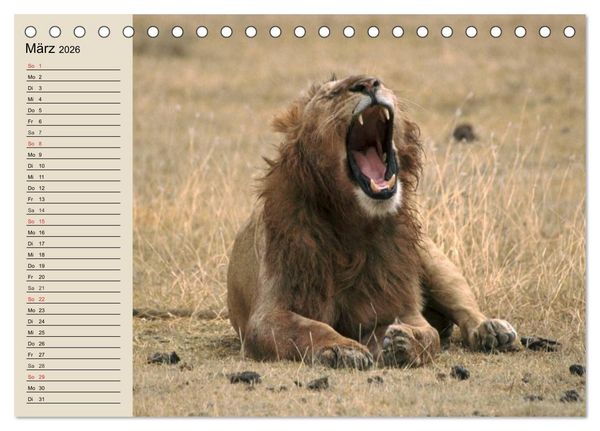 Produktbild: L&ouml;wen. Majest&auml;tische Kraft (Tischkalender 2026 DIN A5 quer), CALVENDO Monatskalender