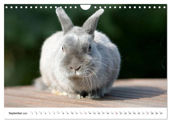 Produktbild: Kaninchen - knuddelige Hausgenossen (Wandkalender 2026 DIN A4 quer), CALVENDO Monatskalender