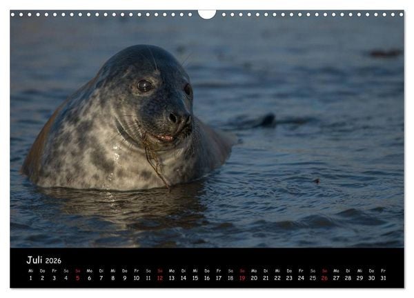 Produktbild: Robben auf Helgoland 2026 (Wandkalender 2026 DIN A3 quer), CALVENDO Monatskalender