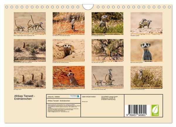 Produktbild: Afrikas Tierwelt - Erdm&auml;nnchen (Wandkalender 2026 DIN A4 quer), CALVENDO Monatskalender