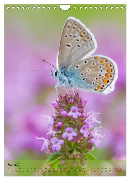 Produktbild: Kunterbuntes Gartenleben - Schmetterlinge in G&auml;rten und Parks (Wandkalender 2026 DIN A4 hoch), CALVENDO Monatskalender