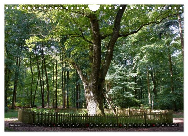 Produktbild: Naturpark Holsteinische Schweiz (Wandkalender 2026 DIN A4 quer), CALVENDO Monatskalender