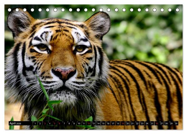 Produktbild: Tiger - die leisen J&auml;ger des Dschungels (Tischkalender 2026 DIN A5 quer), CALVENDO Monatskalender