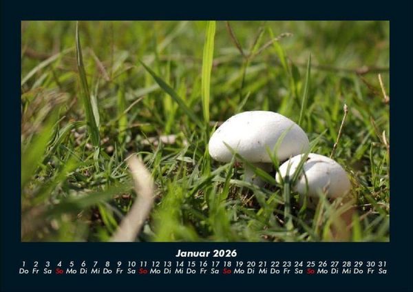 Produktbild: Bilder aus der Natur 2026 Fotokalender DIN A4