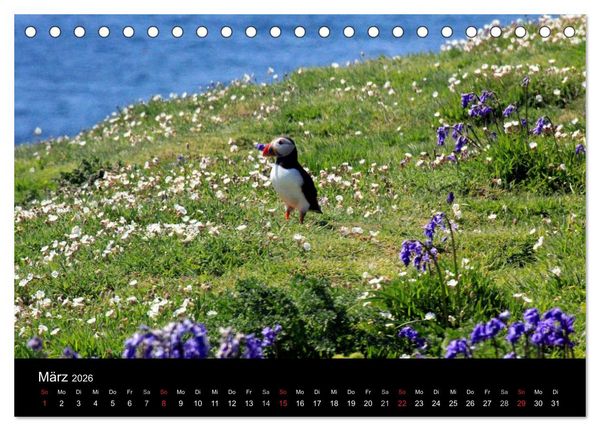 Produktbild: Puffins, Papageitauchern ganz nah (Tischkalender 2026 DIN A5 quer), CALVENDO Monatskalender