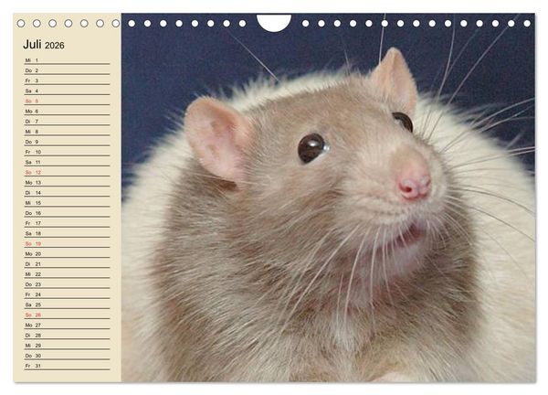 Produktbild: Ratten. Gelehrige Haustiere (Wandkalender 2026 DIN A4 quer), CALVENDO Monatskalender