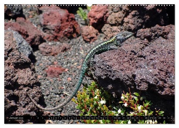 Produktbild: Tanz auf dem Vulkan - Osorno (Chile) (hochwertiger Premium Wandkalender 2026 DIN A2 quer), Kunstdruck in Hochglanz
