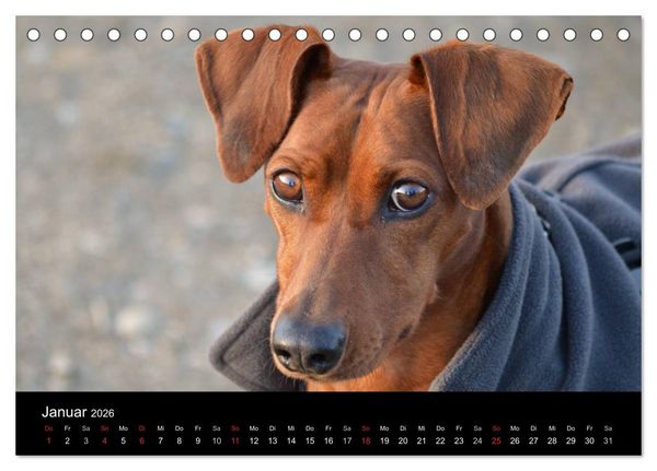 Produktbild: Deutscher Pinscher (Tischkalender 2026 DIN A5 quer), CALVENDO Monatskalender
