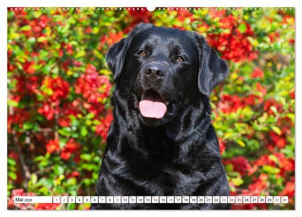 Produktbild: Freund auf 4 Pfoten - Labrador Retriever (Wandkalender 2026 DIN A2 quer), CALVENDO Monatskalender