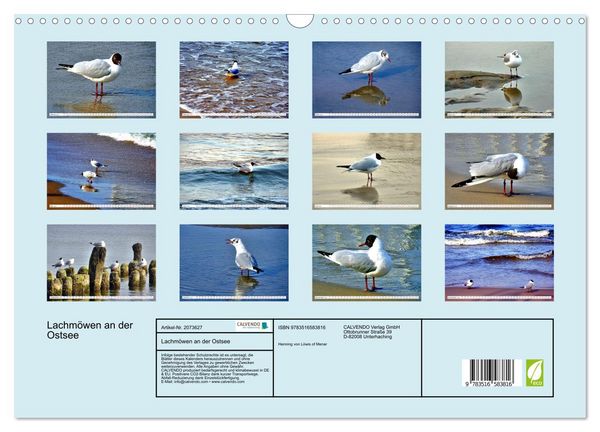 Produktbild: Lachm&ouml;wen an der Ostsee (Wandkalender 2026 DIN A3 quer), CALVENDO Monatskalender
