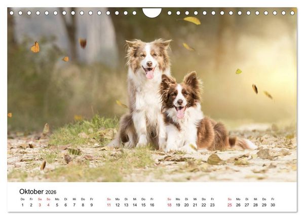 Produktbild: Border Collie - Bunt und clever! (Wandkalender 2026 DIN A4 quer), CALVENDO Monatskalender
