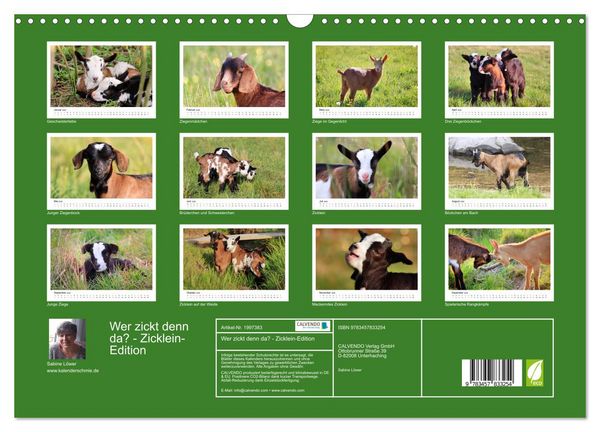 Produktbild: Wer zickt denn da? - Zicklein-Edition (Wandkalender 2026 DIN A3 quer), CALVENDO Monatskalender