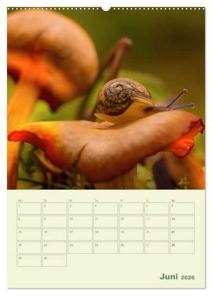 Produktbild: Waldmomente (Wandkalender 2026 DIN A2 hoch), CALVENDO Monatskalender