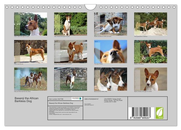 Produktbild: Basenji the African Barkless Dog (Wall Calendar 2027 DIN A4 landscape), CALVENDO 12 Month Wall Calendar