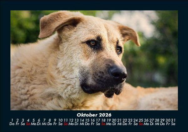 Produktbild: Hunde 2026 Fotokalender DIN A5