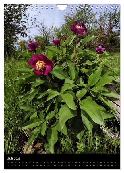 Produktbild: WILDBLUMEN (Wandkalender 2026 DIN A4 hoch), CALVENDO Monatskalender
