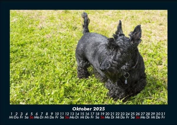 Produktbild: Hundezauber 2025 Fotokalender DIN A5
