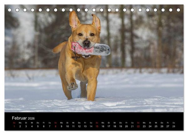 Produktbild: Labrador Retriever 2026 (Tischkalender 2026 DIN A5 quer), CALVENDO Monatskalender