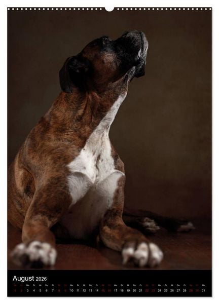 Produktbild: Boxer - Charmante Charakterk&ouml;pfe (Wandkalender 2026 DIN A2 hoch), CALVENDO Monatskalender