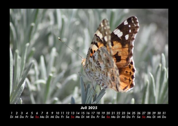 Produktbild: Bunte Pracht der Schmetterlinge 2025 Fotokalender DIN A3