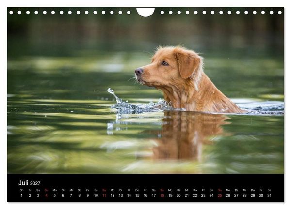 Produktbild: Toller - Nova Scotia Duck Tolling Retriever (Wandkalender 2027 DIN A4 quer), CALVENDO Monatskalender