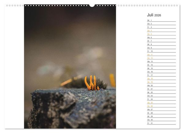Produktbild: Kleine Wunder vor der Haust&uuml;r (hochwertiger Premium Wandkalender 2026 DIN A2 quer), Kunstdruck in Hochglanz