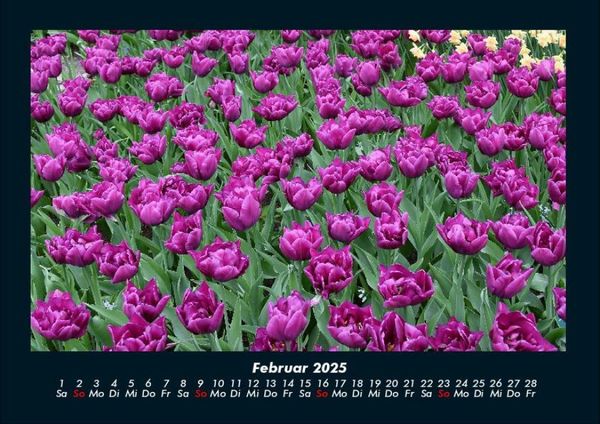 Produktbild: Blumentr&auml;ume 2025 Fotokalender DIN A4