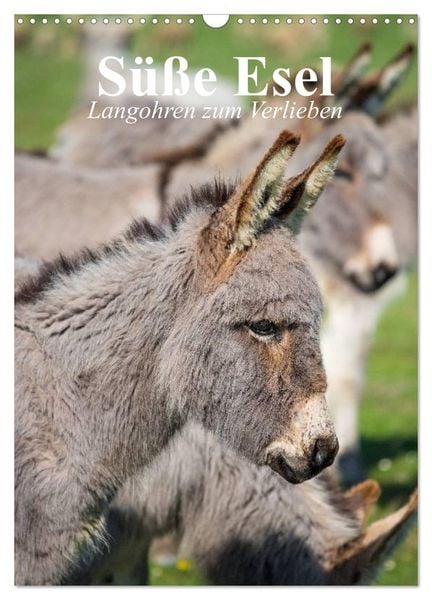 Produktbild: S&uuml;&szlig;e Esel. Langohren zum Verlieben (Wandkalender 2026 DIN A3 hoch), CALVENDO Monatskalender