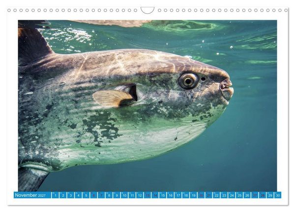 Produktbild: Knochen - und Mondfische (Wandkalender 2027 DIN A3 quer), CALVENDO Monatskalender