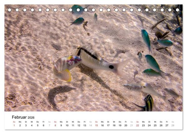 Produktbild: Unterwasserwelt der Malediven III (Tischkalender 2026 DIN A5 quer), CALVENDO Monatskalender
