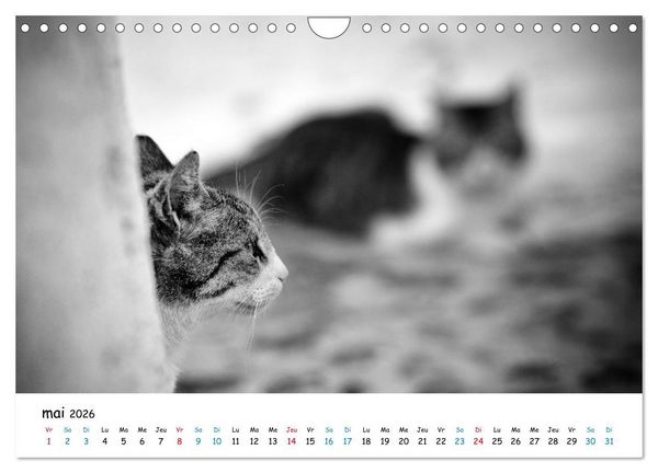 Produktbild: Chats de Santorin - Les princes d'Oia en noir et blanc (Calendrier mural 2026 DIN A4 vertical), CALVENDO calendrier mensuel