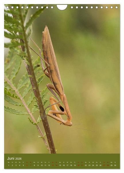 Produktbild: Die Gottesanbeterin. R&auml;uber der Insektenwelt. (Wandkalender 2026 DIN A4 hoch), CALVENDO Monatskalender