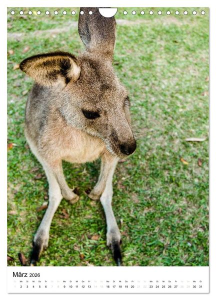 Produktbild: australian animals (Wandkalender 2026 DIN A4 hoch), CALVENDO Monatskalender