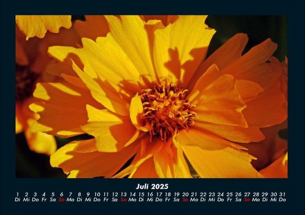Produktbild: Blumentr&auml;ume 2025 Fotokalender DIN A4