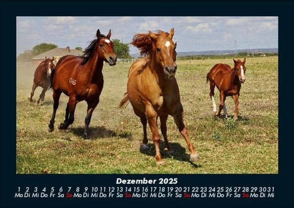 Produktbild: Pferdetraum 2025 Fotokalender DIN A5