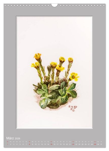 Produktbild: Alpenblumen Aquarelle aus Tirol (Wandkalender 2026 DIN A3 hoch), CALVENDO Monatskalender