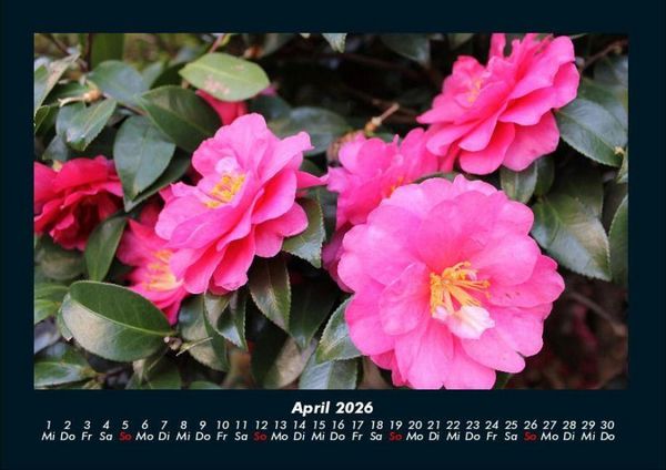 Produktbild: Blumentr&auml;ume 2026 Fotokalender DIN A4