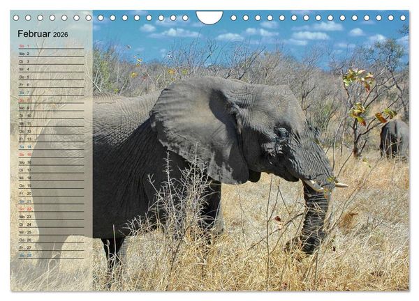 Produktbild: S&uuml;d Afrika - vom Kr&uuml;ger Nationalpark bis nach Kapstadt (Wandkalender 2026 DIN A4 quer), CALVENDO Monatskalender