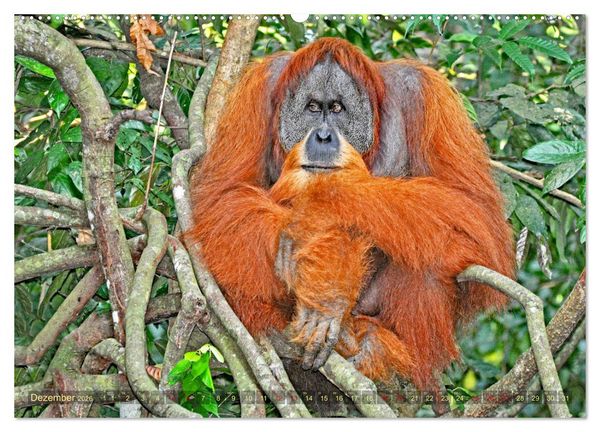 Produktbild: Orang Utans Sumatras Waldmenschen (hochwertiger Premium Wandkalender 2026 DIN A2 quer), Kunstdruck in Hochglanz