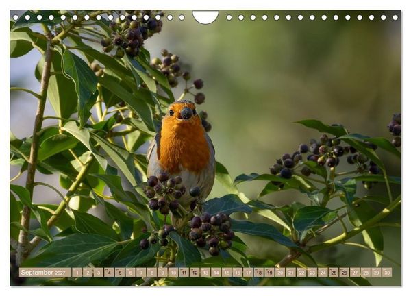 Produktbild: Robin, das s&uuml;&szlig;e Rotkehlchen (Wandkalender 2027 DIN A4 quer), CALVENDO Monatskalender
