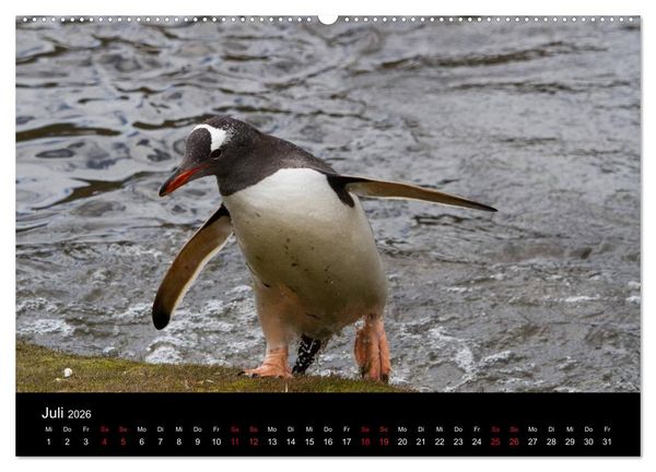 Produktbild: Pinguine - sympathische Fracktr&auml;ger im eisigen S&uuml;den (Wandkalender 2026 DIN A2 quer), CALVENDO Monatskalender